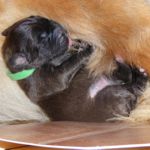 Gr&uuml;nes Halsband, Amelie Magic (1 Woche alt)